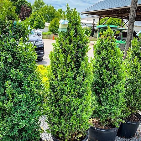 Wintergreen Boxwood, Green Mountain Boxwood, American Boxwood, Boxwood Shrubs, Japanese Boxwood, Boxwood Landscaping, Front Garden Ideas, Boxwood Tree, Shrubs For Privacy