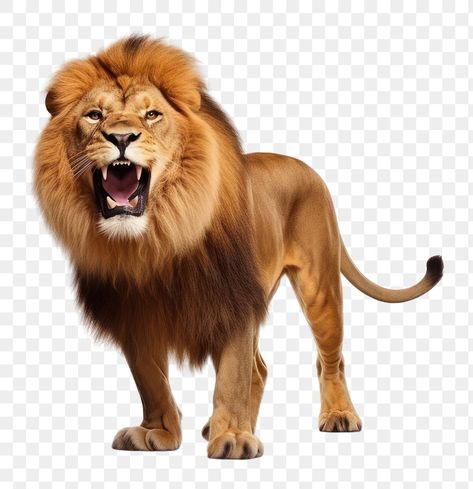 Lion Png, Animal Body Parts, Roaring Lion, Animal Wildlife, Animal Cartoon, Cartoon Animals, Art Videos, Animals Wild, Mammals