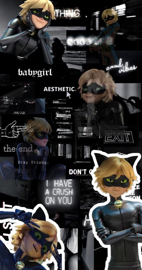 Cat Noir, Batman, Black