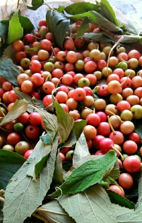 Aratiles/Datiles/Ratiles/Seresa/Zanitas (Bird's cherry/Calabur tree/Cherry tree/Jamaica cherry/Jam fruit/Jam tree/Panama berry/Strawberry cherry/Silk wood) Aratiles Fruit, Cherry Jam, Fruit Jam, Exotic Fruit, Fruit Garden, Cherry Tree, Fruits And Veggies, Jamaica, Photo Poses