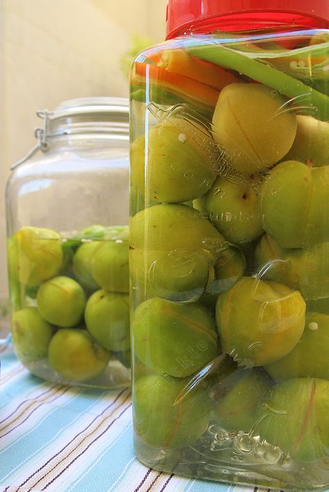 Moroccan pickled green plum recipe from Creative Jewish Mom Green Plum, Green Gage Plum Recipes, Green Plums Recipes, Preserve Plums, Pickled Plums Recipe, Dried Pitted Plums Recipes, Bottled Plums, Moroccan Preserved Lemons, Plum Jam Recipes