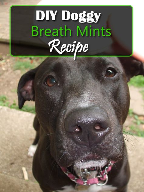 DIY Doggy Breath Mints Dog Breath Mints, Dog Toothpaste Recipe, Diy Dog Toothpaste, Dog Shampoo Recipe, Mints Recipe, Buttermilk Recipe, Diy Dog Shampoo, Dog Mints, Homestead Lifestyle