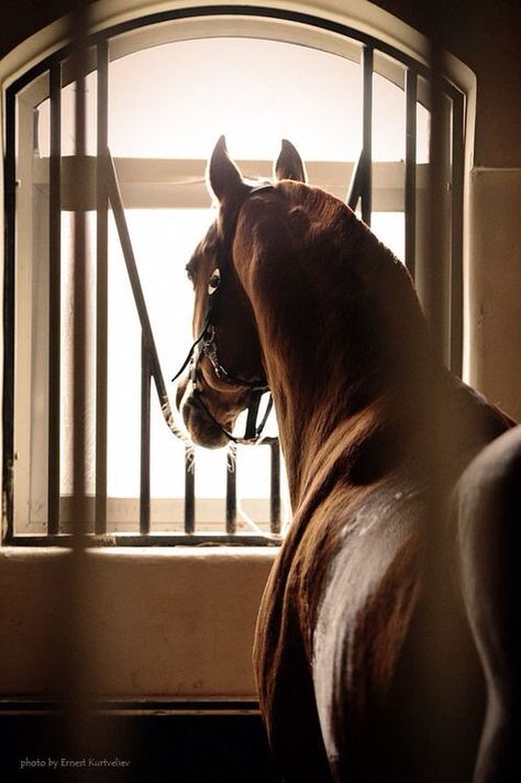 looking at the world from a different angle Brown Horse, A Horse