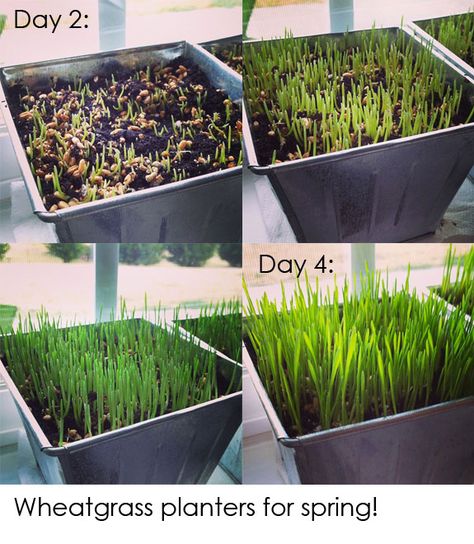 Inner Child Food: Growing Little Gardeners - Watch the Seeds Grow into Plants with Wheat Grass Wheatgrass Smoothie, Patio Layout Design, Growing Wheat, Growing Wheat Grass, Grass Centerpiece, Food Growing, Patio Layout, Chia Pet, Wheat Berries