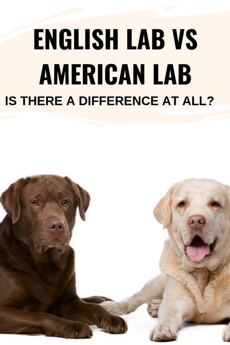 English Vs American Labrador, English Chocolate Lab, American Labrador Retriever, Lab Puppy Training, English Labrador Retriever, English Lab Puppies, Labs Dogs, American Labrador, Fun Facts About Dogs