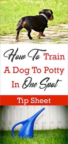 Dog Potty Area, Indoor Dog Potty, Train A Dog, Dog Yard, Dog Potty Training, Dog Potty, Dog Area, Potty Training Puppy, Dog Pee