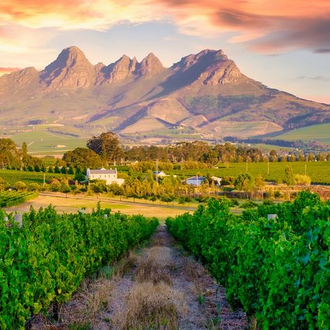 Seafood, wine, and gorgeous views? Yes, please! One of our favorite spots to indulge in five-star dining amidst the breathtaking landscapes of the African wilderness is in Stellenbosch. Located 31 miles from Cape Town, this hidden gem is a must-see. #seafood #finedining #lobster #winetasting #vineyard #winecountry #southafrica #dutcharchitecture #history #africanwinery Creative Writing Prompts, Gorgeous View, Breathtaking Landscapes, Hidden Gem, Wine Country, Wine Tasting, Cape Town, Creative Writing, Writing Prompts