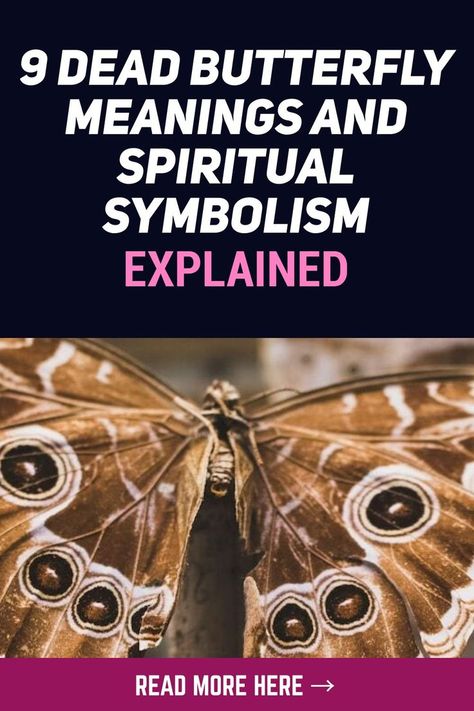 Butterflies, the colorful little creatures, usually represent joy, cheerfulness, and freedom. They have become a metaphor for hope, transformation, and spiritual rebirth. But have you ever wondered what a dead butterfly means or symbolizes? #animalsymbolism #deadbutterfly #spiritualmeaning Butterfly Meaning Spiritual, Dead Butterfly, Butterfly Meaning, Little Creatures, Personal Transformation, Animal Symbolism, Psychic Development, Self Reflection, Embrace Change