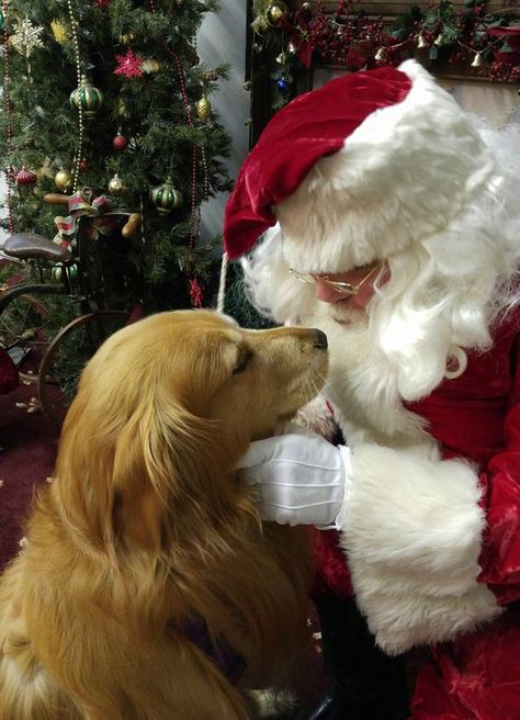 Dog portraits with Santa-December 25th Golden Retriever Christmas, Christmas Dogs, Santa Paws, Christmas Puppy, Retriever Puppy, Golden Retrievers, Christmas Animals, Christmas Pictures, Dog Portraits