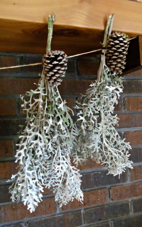 Upstairs Downstairs: dried Dusty Miller Dried Dusty Miller, How To Dry Dusty Miller, Sweet Olive Tree, Blue Friday, Upstairs Downstairs, Holiday Tablescape, Sweet Gum, Winter Decorations, Everlasting Flowers