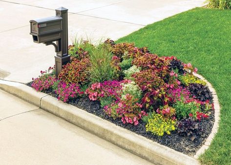 Top 30 Best Mailbox Landscaping Ideas - Plant Designs Mailbox Flowers, Mailbox Garden, Mailbox Landscaping, Garden Shrubs, Home Landscaping, Landscaping Tips, Diy Landscaping, Unique Plants, Fruit Punch