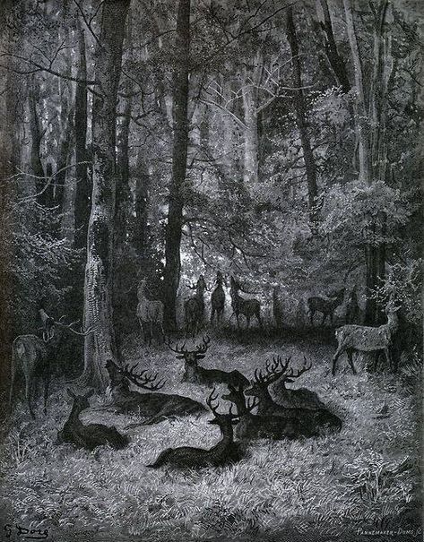 Gustav Dore, 1867, via The Golden Age of Illustration. Gustav Dore, Paul Gustave Doré, Deer In The Woods, Dante's Inferno, Arte Indie, Gustave Dore, White Drawing, A4 Poster, Wood Engraving