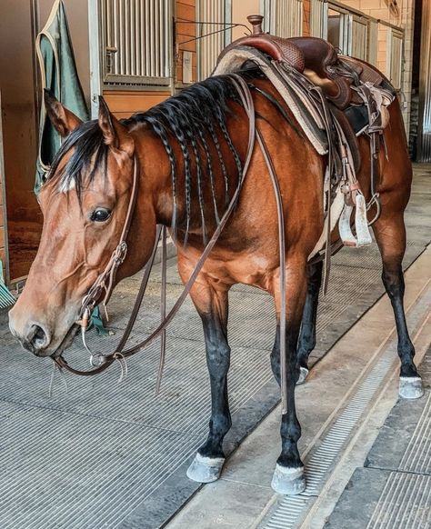 Western Horse Riding, Reining Horses, Cute Horse Pictures, Barrel Racing Horses, Rodeo Horses, Bay Horse, Barrel Horse, Horse Wallpaper, Rodeo Life