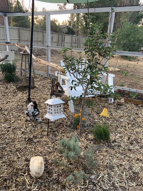 Cute Chicken Run, Extend Chicken Run, Plants Inside Chicken Run, Chicken Run Ground Cover Ideas, Chicken Run Must Haves, Plants In Chicken Run, Chicken Run Landscaping, Chicken Run Plants, Chicken Run Decorating Ideas