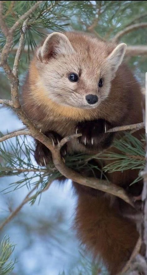 American Pine Marten (Martes americana) - found at the northern limit of the treeline, from arctic Alaska and Canada to northern New Mexico. Pine Marten, Pretty Animals, Cute Animal Photos, Woodland Creatures, Animal Planet, An Animal, Animal Photo, Nature Animals, Cute Little Animals