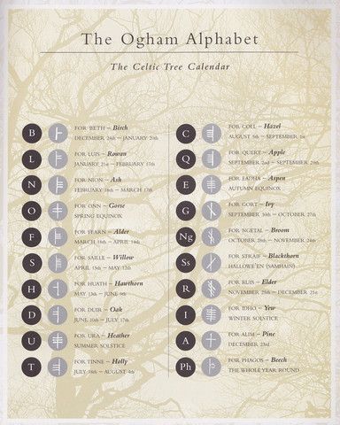 Ogham Trees, Celtic Witchcraft, Tree Ogham, Celtic Tree Calendar, Tree Alphabet, Celtic Tree Astrology, Celtic Symbols And Meanings, Random Reference, Ogham Alphabet