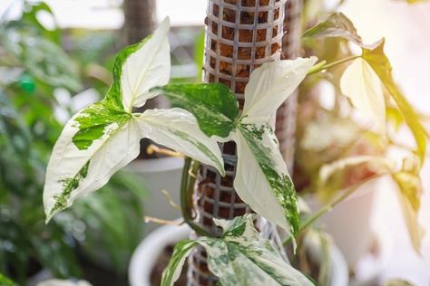 Variegated Syngonium, Syngonium Albo, Arrowhead Vine, Colorful Plant, Air Layering, Plant Names, Arrowhead Plant, Plant People, Orchid Bark