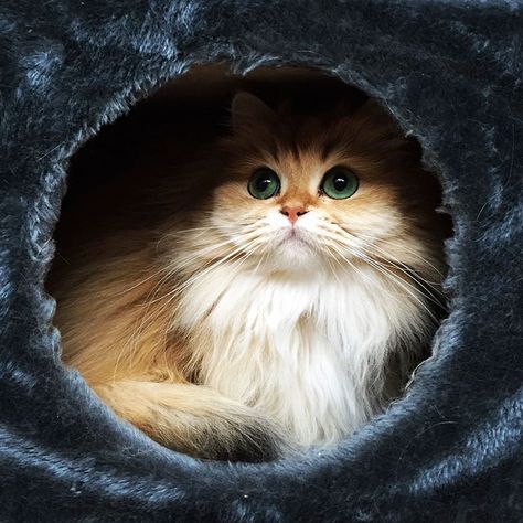 Meet Smoothie, The World's Most Photogenic Cat Smoothie Cat, Gorgeous Cats, Fluffy Cat, Cute Cats And Kittens, Cute Kittens, Non Fiction, Pretty Cats, Beautiful Cats, Crazy Cat Lady