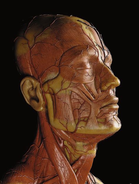 Sculpture by Gustav Zeiller. Face Muscles Anatomy, Face Muscles, Head Muscles, Human Anatomy Reference, Head Anatomy, Facial Anatomy, Face Anatomy, Ceramic Sculpture Figurative, Arteries And Veins