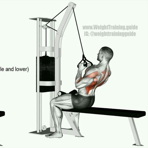 Lat Pulldown, Rear Delt, Back Day, Work Outs, Upper Body Workout, Fitness Trainer, Interesting Articles, Body Workout, Weight Training