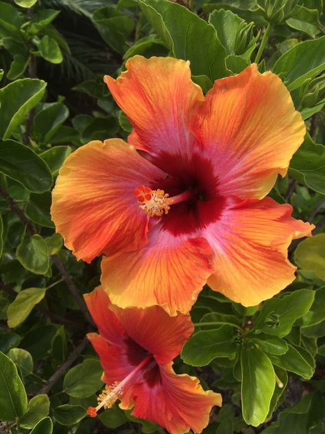 Hibiscus Aesthetic, Summer Orange, Hibiscus Plant, Boquette Flowers, Nothing But Flowers, Flower Therapy, Tropical Landscaping, Pretty Plants, Beautiful Nature Wallpaper