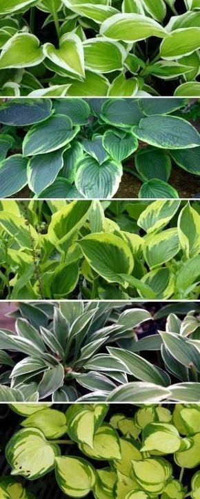 Plant Covers Frost Protection Bag Large Size Winter Drawstring Plant Covers Winter Hosta Sieboldiana, Hosta Gardens, Hosta Plants, Plant Covers, Plant Guide, Covered Garden, Shade Garden, Outdoor Plants, Gardening Ideas