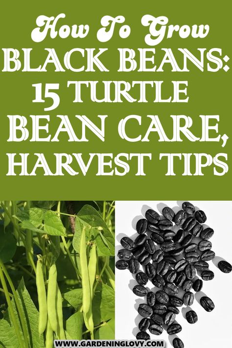 Black beans are really easy to cultivate but many farmers and growers are finding it difficult and show concerns on “How To Grow and Care For Black Beans From Seeds“. We provided this post to help you know how to grow black beans from seeds Grow Black Beans, Black Turtle Beans, Cuban Black Beans, Companion Planting, What To Make, Plant Growth, Black Beans, How To Grow, Backyard Garden