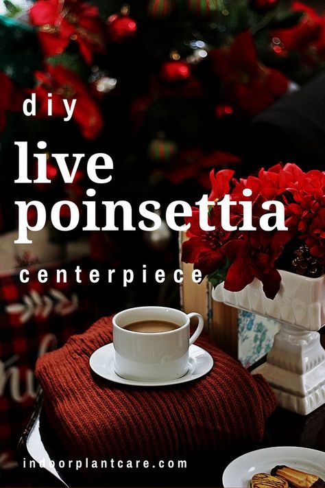 Make your home look incredible this holiday season by creating a live poinsettia centerpiece out of plant cuttings from your poinsettia house plants. This guide will take you ten minutes or less! #holiday #plantcare #poinsettia Poinsettia Centerpiece, Indoor Plant Care Guide, Centerpiece Diy, Indoor Plant Care, Y Project, House Plant Care, Plant Cuttings, Diy Centerpieces, Pretty Plants