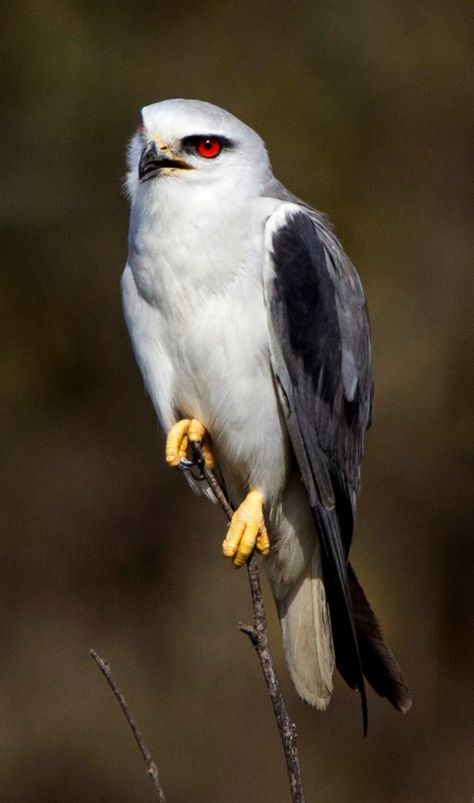 Black Shouldered Kite Kite Bird, Power Animal, Kinds Of Birds, Nature Birds, Birds Of Prey, Wild Birds, Nature Animals, Bird Watching, Love Birds