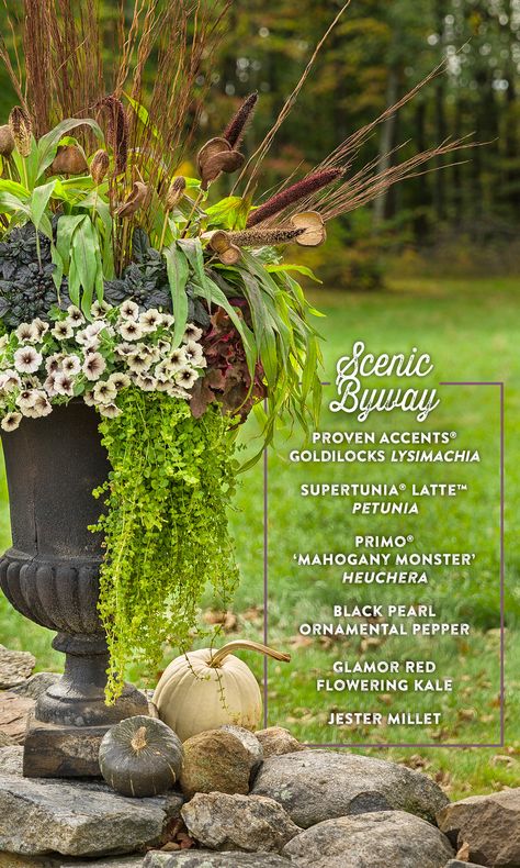 Supertunia Latte, Fall Outdoor Planter Ideas, Fall Containers Planters, Fall Potted Plants, Fall Planter Ideas, Mum Planters, Shade Plants Container, Full Sun Container Plants, Container Arrangements