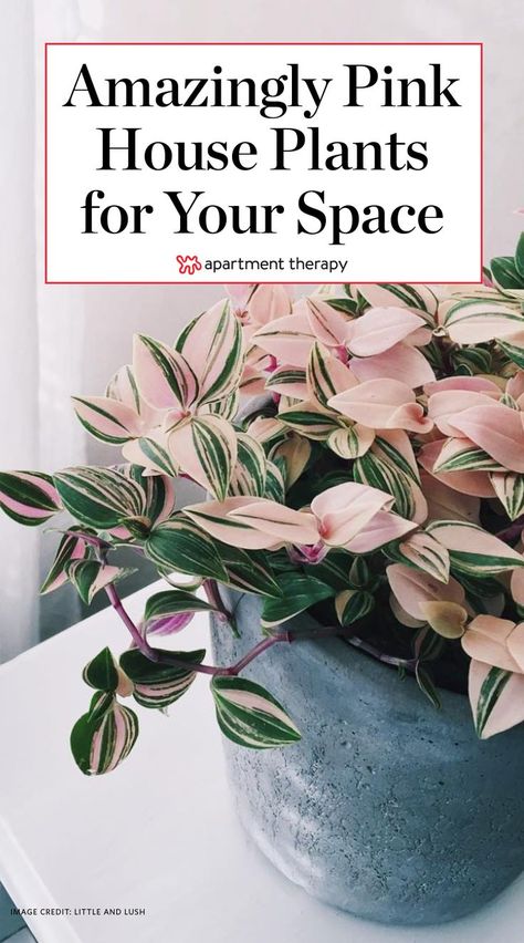 Pink House Plants, Plants Apartment, Plant Apartment, Tanaman Indoor, Indoor House Plants, Apartment Plants, Hanging Plants Indoor, Inside Plants, Best Indoor Plants