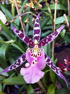 Spider Orchid, Rare Orchids, Exotic Orchids, Unusual Plants, Unusual Flowers, Orchid Plants, Rare Flowers, Beautiful Orchids, Unique Flowers