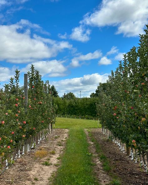 Apple orchard Backyard Apple Orchard, Orchards Aesthetic, Apple Tree Farm, Berry Picking, Apple Orchard, Apple Tree, Farm Life, Horse Riding, Fall Vibes