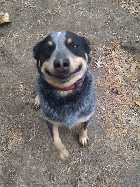 😁 Blue Heeler Wallpaper, Blue Heeler Funny, Red Heeler Dog, Blue Heeler Photography, Herding Dogs Breeds, Aussie Cattle Dog, Blue And Red Heeler Dogs, Austrailian Cattle Dog, Heeler Puppies