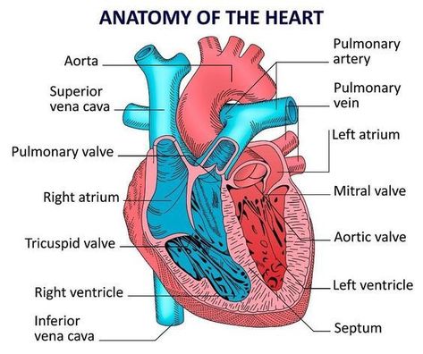 Anatomy of the Heart #medicalschool #resources #medicalstudent - Image Credits: Marge Anatomy Of The Heart, Heart Diagram, Heart Anatomy, Circulatory System, Human Heart, Anatomy, I Hope, Human