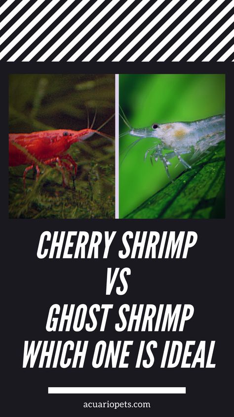 Many people often get confused between ghost shrimps and cherry shrimps. They can’t figure out which one to get. So, in this article, I’ll provide a detailed comparison between the two so that you can figure out which one is ideal for you.  If you are looking for decorative & colorful shrimps, then cherry shrimps will be perfect. On the other hand, ghost shrimps are the ideal choice if you are looking for algae eater and clean-up crew. Pet Shrimp, Ghost Shrimp, Amano Shrimp, Red Cherry Shrimp, Fish Aquarium Decorations, Cherry Shrimp, Betta Aquarium, Brine Shrimp, Shrimp Tank