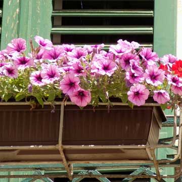 Petunia Care, Chicken Coop Designs Diy, White Summer Nails, Organic Insecticide, Petunia Plant, Natural Pest Control, Overwintering, Winter Nail Designs, Petunias