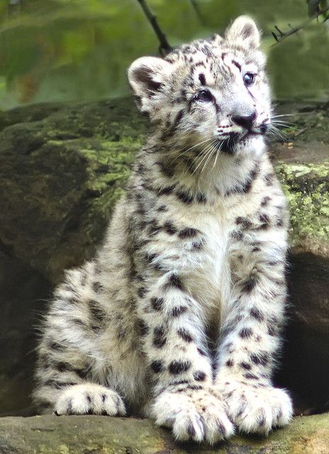 Snow Leopards Baby Snow Leopard, Baby Snow, Leopard Cub, Black Snow, Majestic Animals, Large Cats, Snow Leopard, Leopards, Lynx