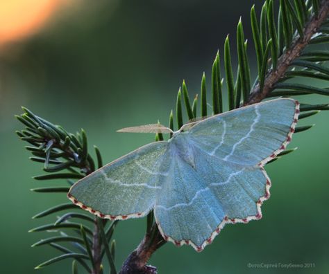 . Gossamer Wings, Insect Wings, Cool Bugs, Beautiful Bugs, Luna Moth, Butterfly Pictures, Butterfly Kisses, Arachnids, Bugs And Insects