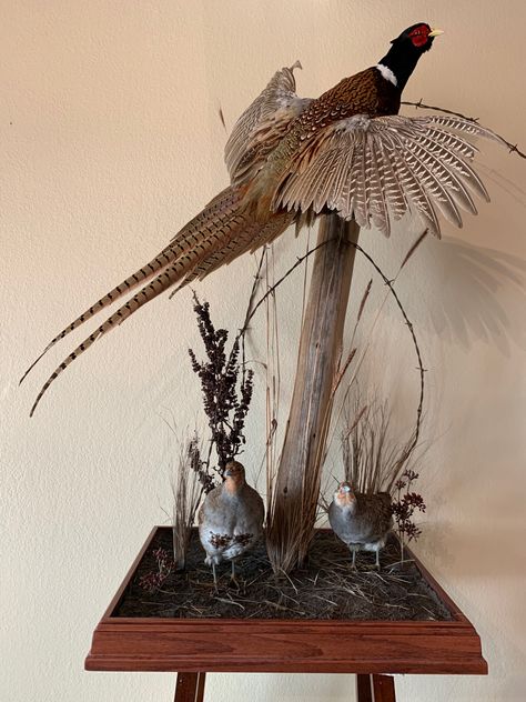 Pheasant Mounts Taxidermy, Pheasant Mounts, Hunting Home Decor, Waterfowl Taxidermy, Bird Taxidermy, Taxidermy Decor, Animal Taxidermy, Decoy Carving, Trophy Display