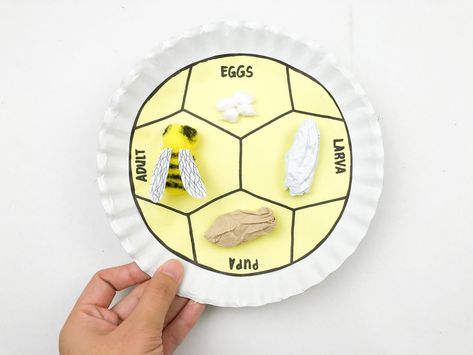 Life Cycle Of Honey Bee Diagram, Honeybee Life Cycle, Honey Bee Life Cycle Project, Bee Science Fair Projects, Bee Cycle Life, Bee Arts And Crafts, Lifecycle Of A Bee, Bee Life Cycle Craft, Japanese Hornet