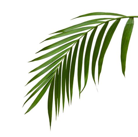 Long Leaf Tattoo, Procreate Images, Quang Ho, Creative Pizza, Leaves Sketch, Palm Branch, Dj Photos, Palm Tree Leaves, Leaf Images