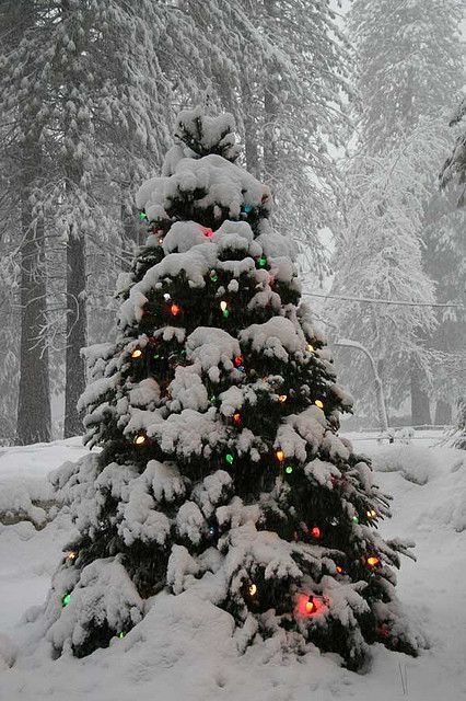 Photo Christmas Tree Natural, Christmas Feeling, Christmas Scenes, Noel Christmas, Merry Little Christmas, Pine Trees, Christmas Love, Country Christmas, Christmas Aesthetic