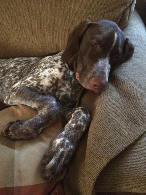 Sleeping puppy, gsp, gsp pups, puppies, cute puppies, German shorthaired pointer, pointers, hunting dogs Gsp Aesthetic, German Pointer, Sleeping Puppy, Gsp Puppies, Puppies Cute, Sleeping Puppies, German Shorthair, Shorthaired Pointer, Wire Haired Dachshund