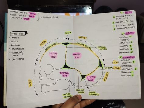 Obstetrical nursing, study fetal skull basics Fetal Skull Diagram, Fetal Skull Anatomy, Anatomy Diagrams, Obstetrics Nursing, Nurse Study, Facial Bones, Skull Anatomy, Student Midwife, Nurse Study Notes