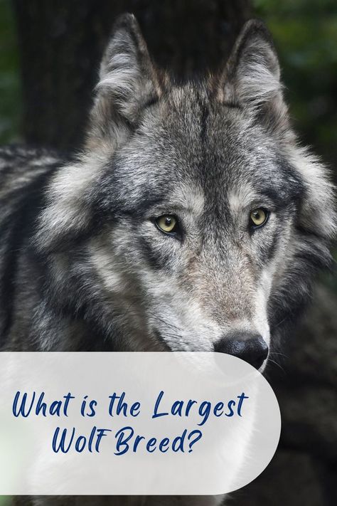 wolf Largest Wolf, Timber Wolf, Grey Wolf, Alaska, Husky, North America, Grey, Dogs, Movie Posters