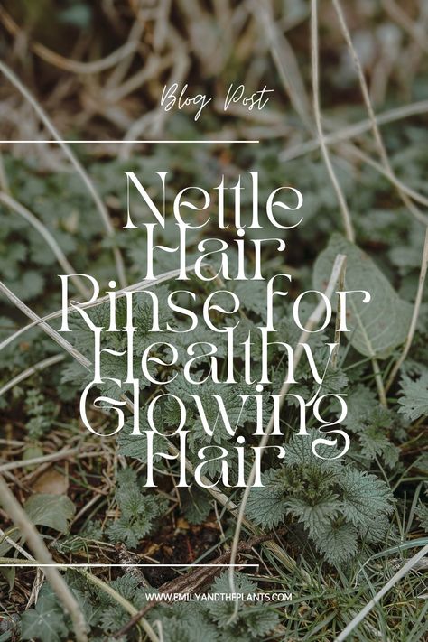 Nettle is still one of my favourite (and underrated) wild herbs. Not only is it full of nutrients and essential vitamins and minerals our bodies need to be healthy (in fact, it probably contains more vitamins and minerals than the foods we buy from the supermarket!) but it is also hugely beneficial to the health of our skin and hair too. Nettle Benefits, Herbal Vinegar, Wild Herbs, Greasy Skin, Skin Tonic, Organic Apple Cider, For Healthy Hair, Hair Rinse, Essential Vitamins