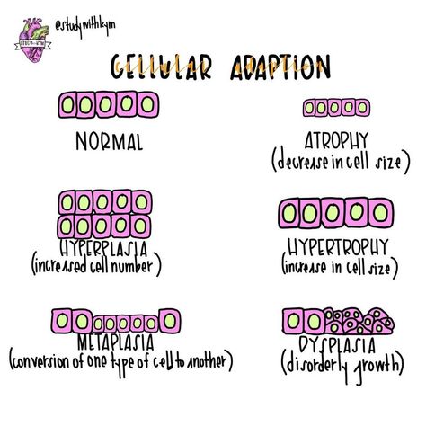 K Y M B E R L Y🩺 on Instagram: “🚨FREEBIE🚨 Cellular Adaptation 🧪 Cellular adaptation refers to changes made by a cell in response to adverse or varying environmental…” Cellular Regulation Nursing, Cell Injury Pathology Notes, Cell Adaptation, Pathophysiology Notes, Med Surge, Pathophysiology Nursing, Nursing Flashcards, Np School, Cell Theory