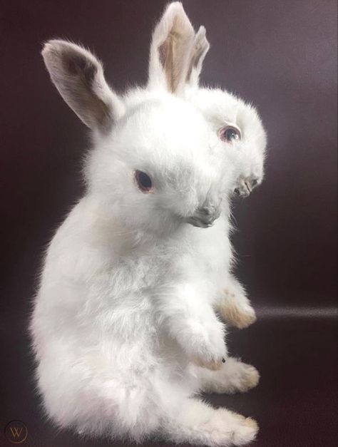 Two Headed Rabbit, Two Headed Lamb, Taxidermy Aesthetic, Taxidermy Art, Vulture Culture, Silly Animals, Interesting Photos, Weird Animals, Creepy Cute