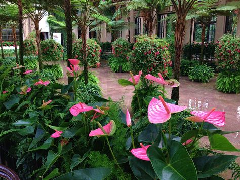 Anthurium 'Pandola' Anthurium Garden, Buttercup Cottage, Tropical Garden Plants, Anthurium Plant, Tropical Design, Little Garden, House Plant, All About Plants, Tropical Garden